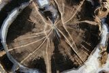 Petrified Wood (Schinoxylon) Round - Blue Forest, Wyoming #263932-1